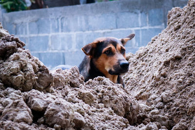 Portrait of dog sitting on rock