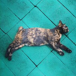 High angle view of cat on tiled floor