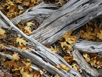 Close-up of dry wood