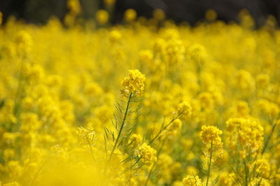 Close-up of flower blooming in field