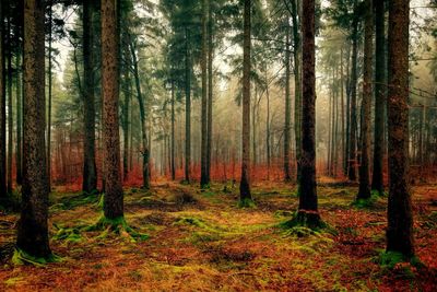 Trees in forest