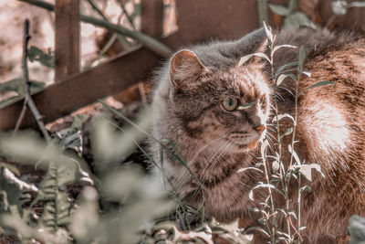 Close-up portrait of a cat