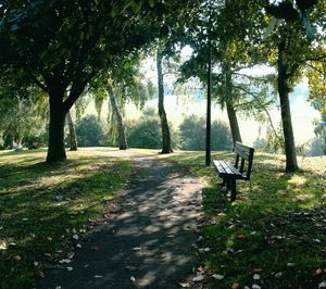 Empty footpath amidst trees