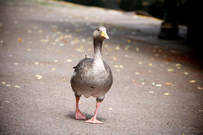 Goose walking on road