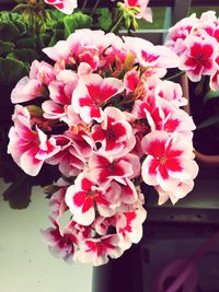 Close-up of pink flowers blooming outdoors