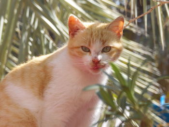 Close-up portrait of cat