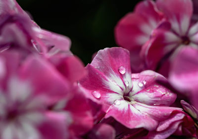 Close-up of wet pink flowers