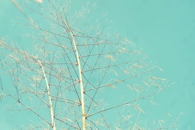 Low angle view of plant against blue sky