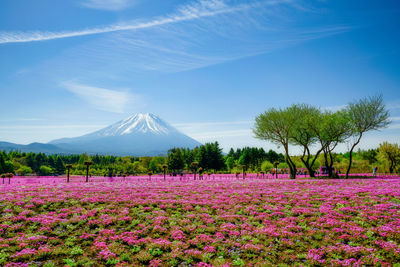 Purple flowering plants on field against sky