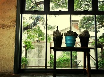 Plants seen through window