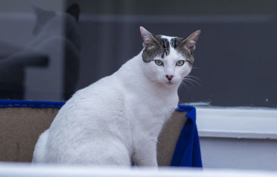 Close-up portrait of a cat