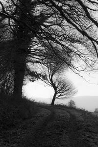 Bare tree on landscape against sky