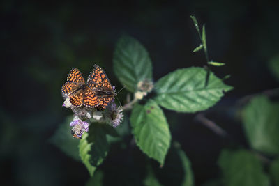 Close-up of butterfly on plant