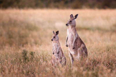 Kangaroos on field at national park