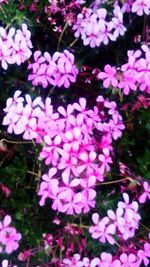 Close-up of pink flowers