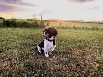 Portrait of dog on field