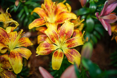 Close-up of yellow flowering plant