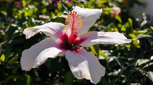 Close-up of white hibiscus flower