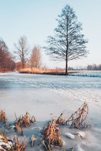 Bare trees by frozen lake against sky during winter