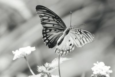 Close-up of butterfly pollinating on flower