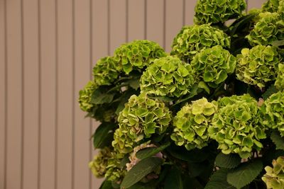 Close-up of fresh green plant against wall