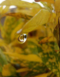 Full frame shot of yellow leaf