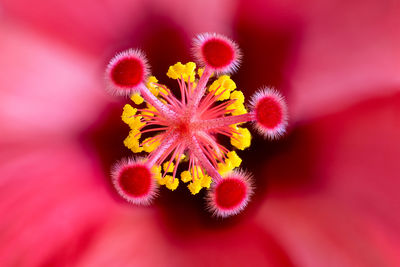 Macro shot of pink flower