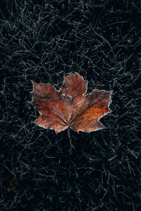 Close-up of dry maple leaf on land