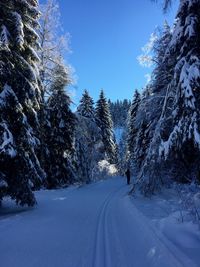 Snow covered road amidst trees against sky