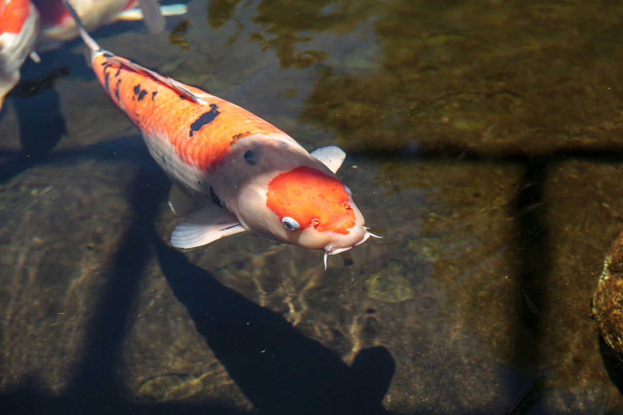 CLOSE-UP OF KOI FISH SWIMMING IN WATER