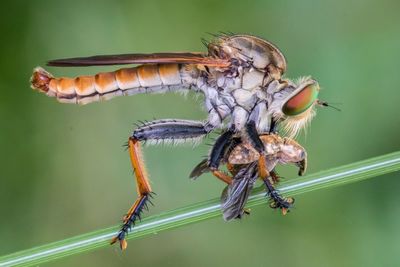 Close-up of butterfly