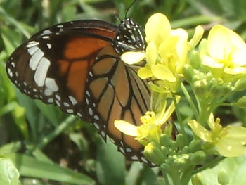 Close-up of butterfly perching on yellow flower