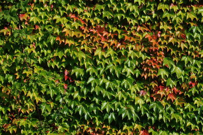 Full frame shot of plants growing in garden
