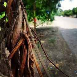 Close-up of tree trunk