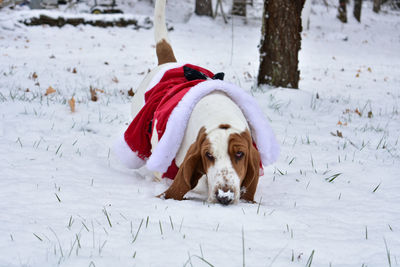 Dog on snow covered land