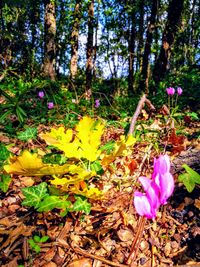 Close-up of pink crocus flowers on field