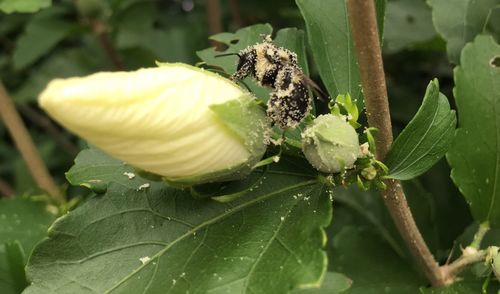 Close-up of insect on plant