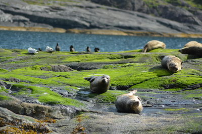 Sheep in a sea