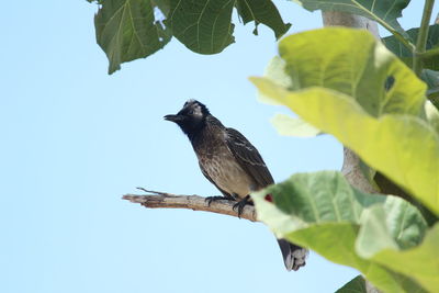 Low angle view of bird perching on branch against sky