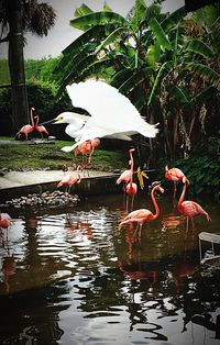 Birds in lake against trees