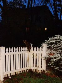 Birds in front of building