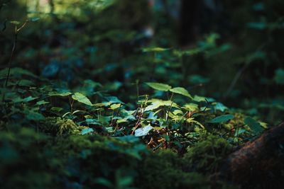 Close-up of plant growing on field