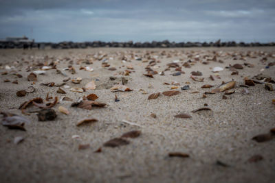 Surface level of pebbles on landscape