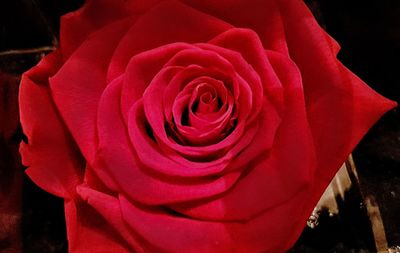 Close-up of red rose