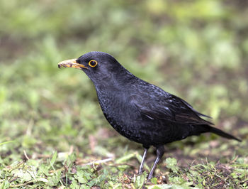 Close-up of bird perching on a field