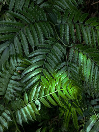 Full frame shot of green leaf