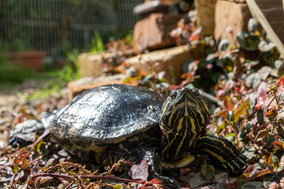 Close-up of turtle