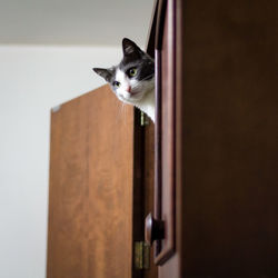 Cat peeking through wooden cabinet at home