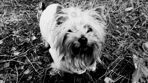 Close-up of dog on grassy field