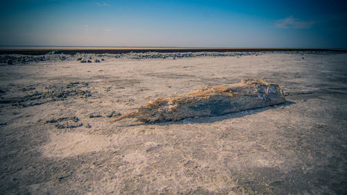 Scenic view of driftwood on beach against sky